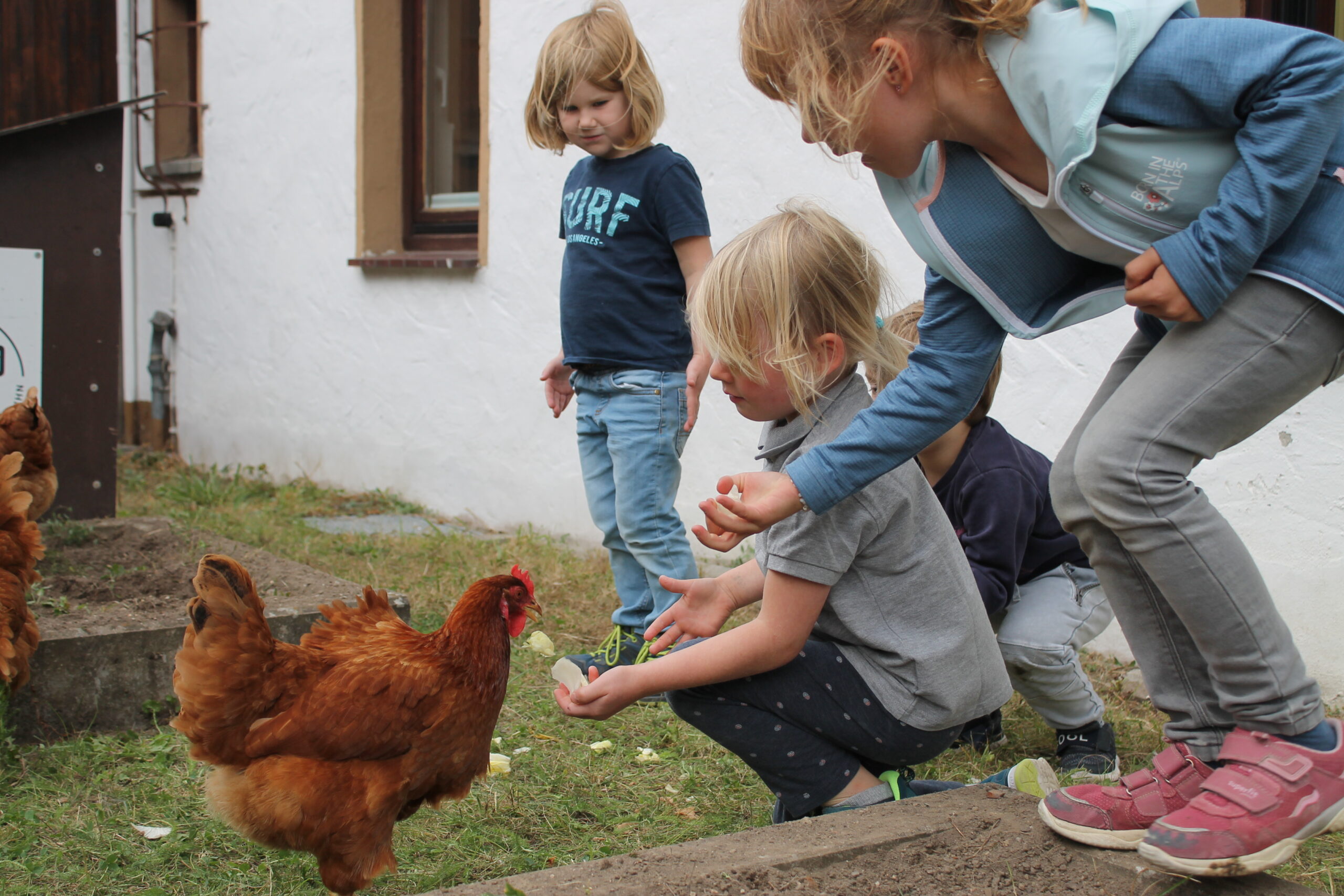 Huhn (136)