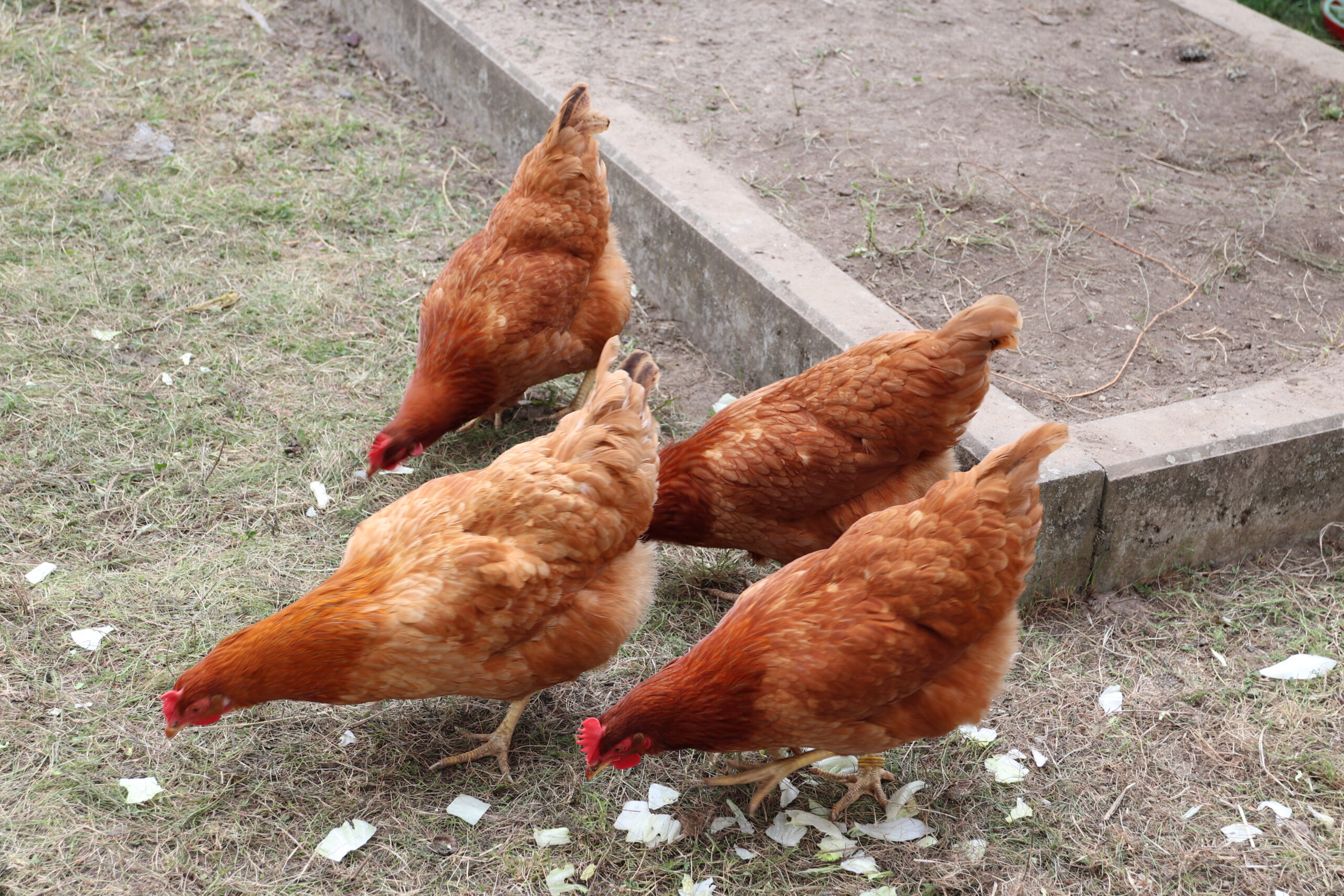 Huhn (19)