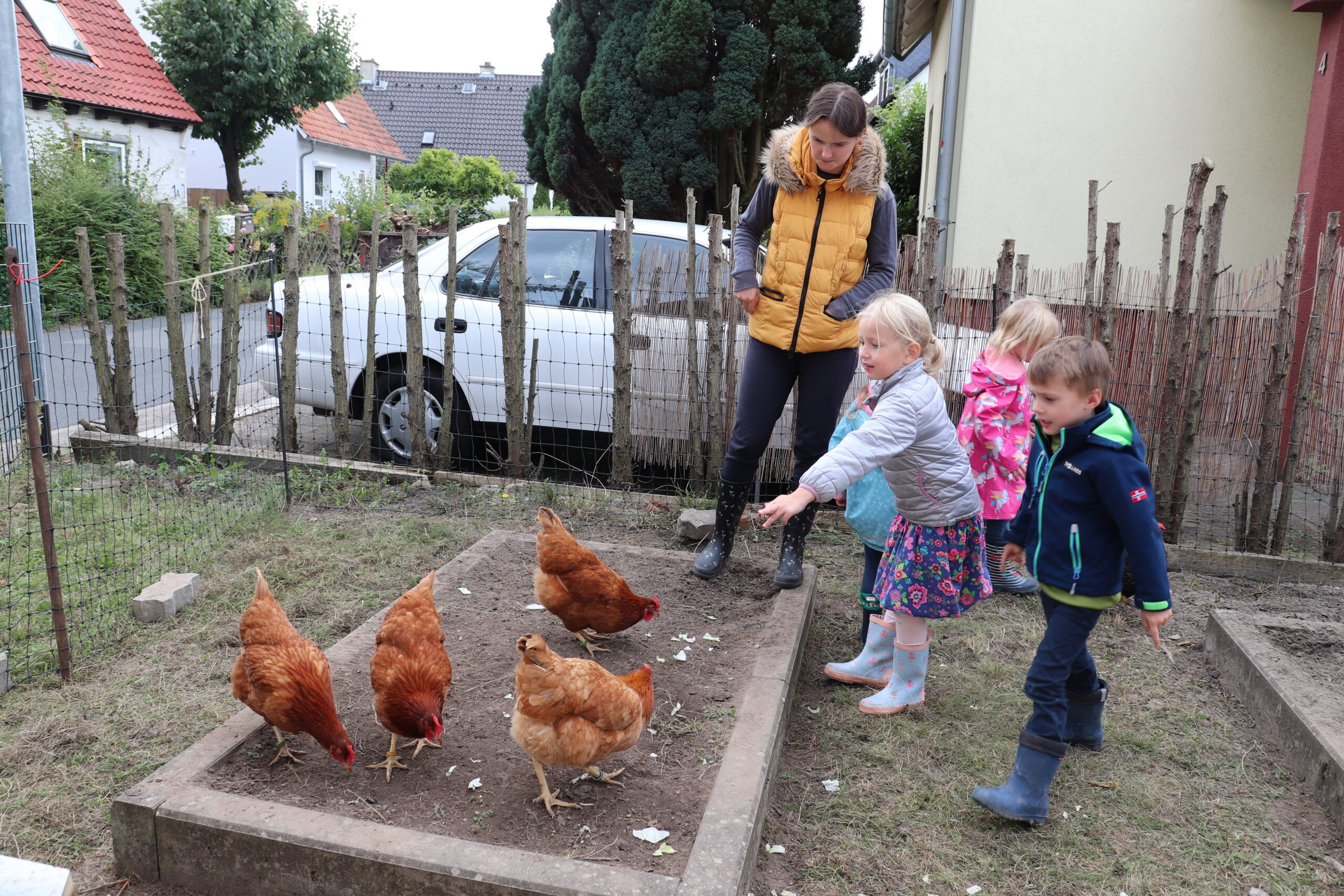 Huhn (20)