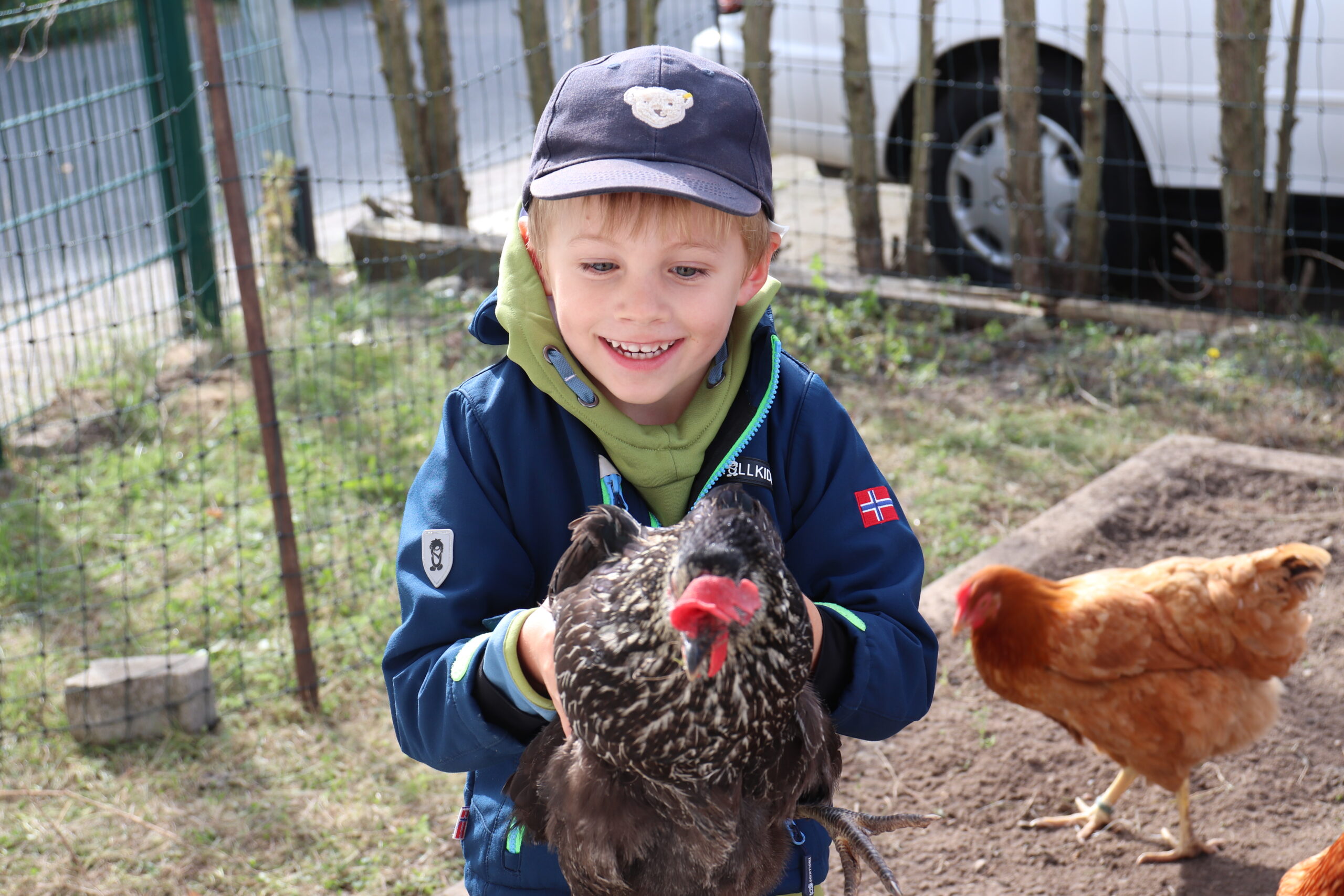 Huhn (32)