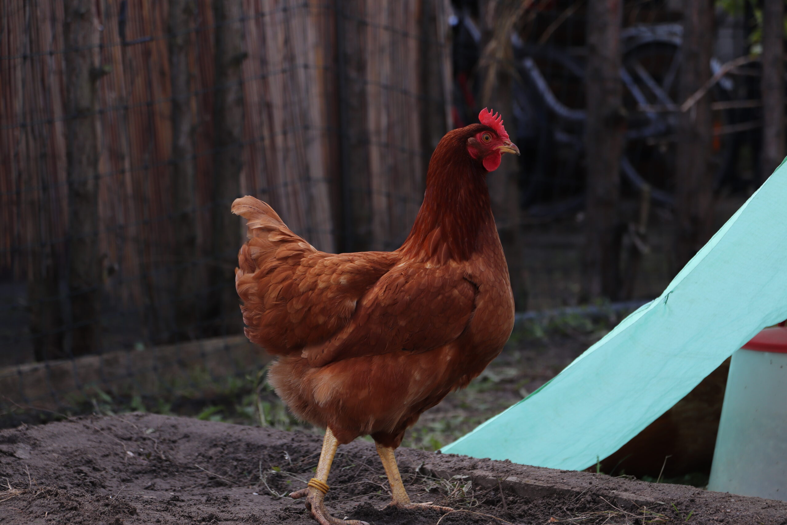 Huhn (67)