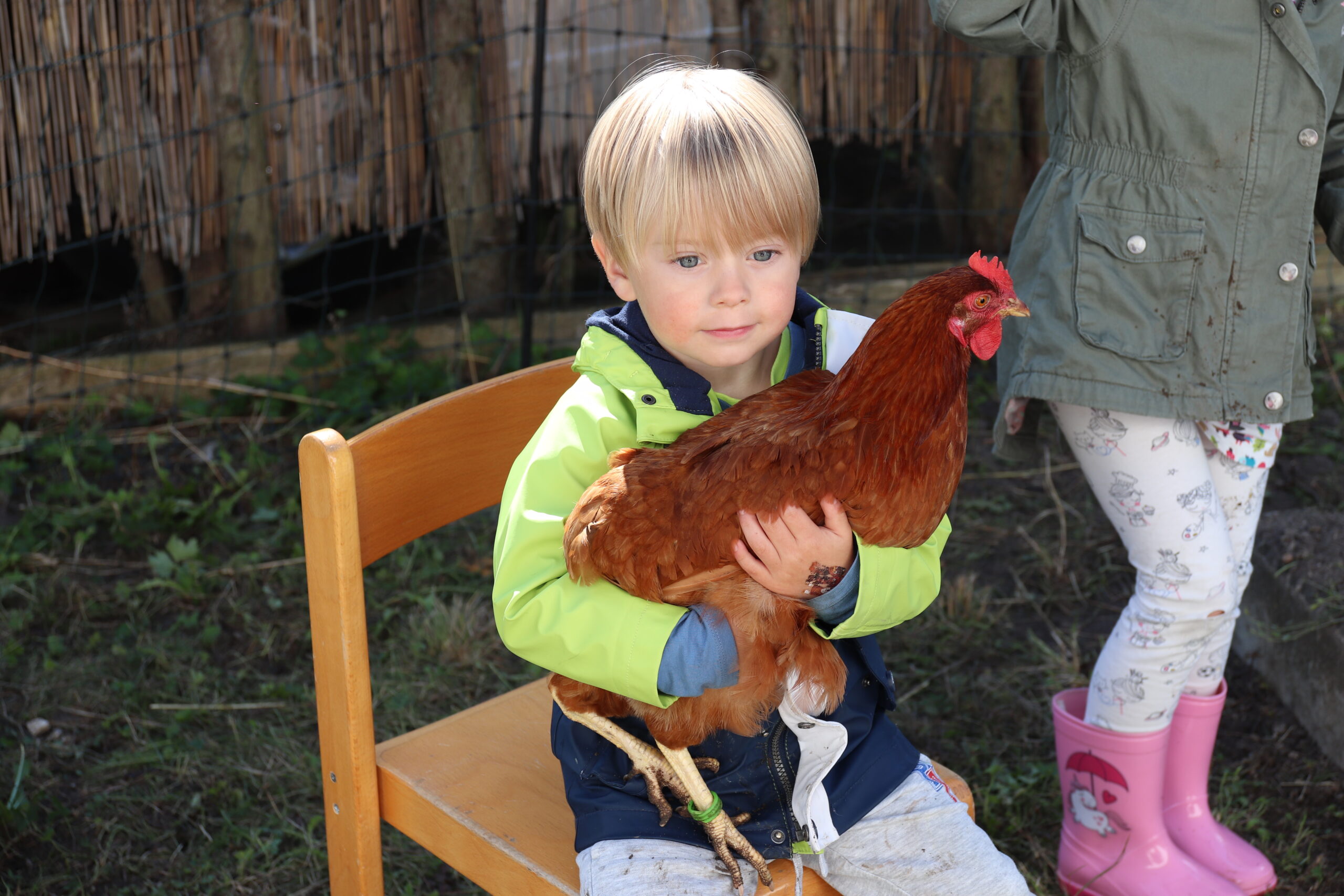Huhn (72)