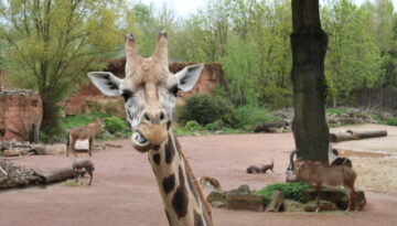 Zoo (74)