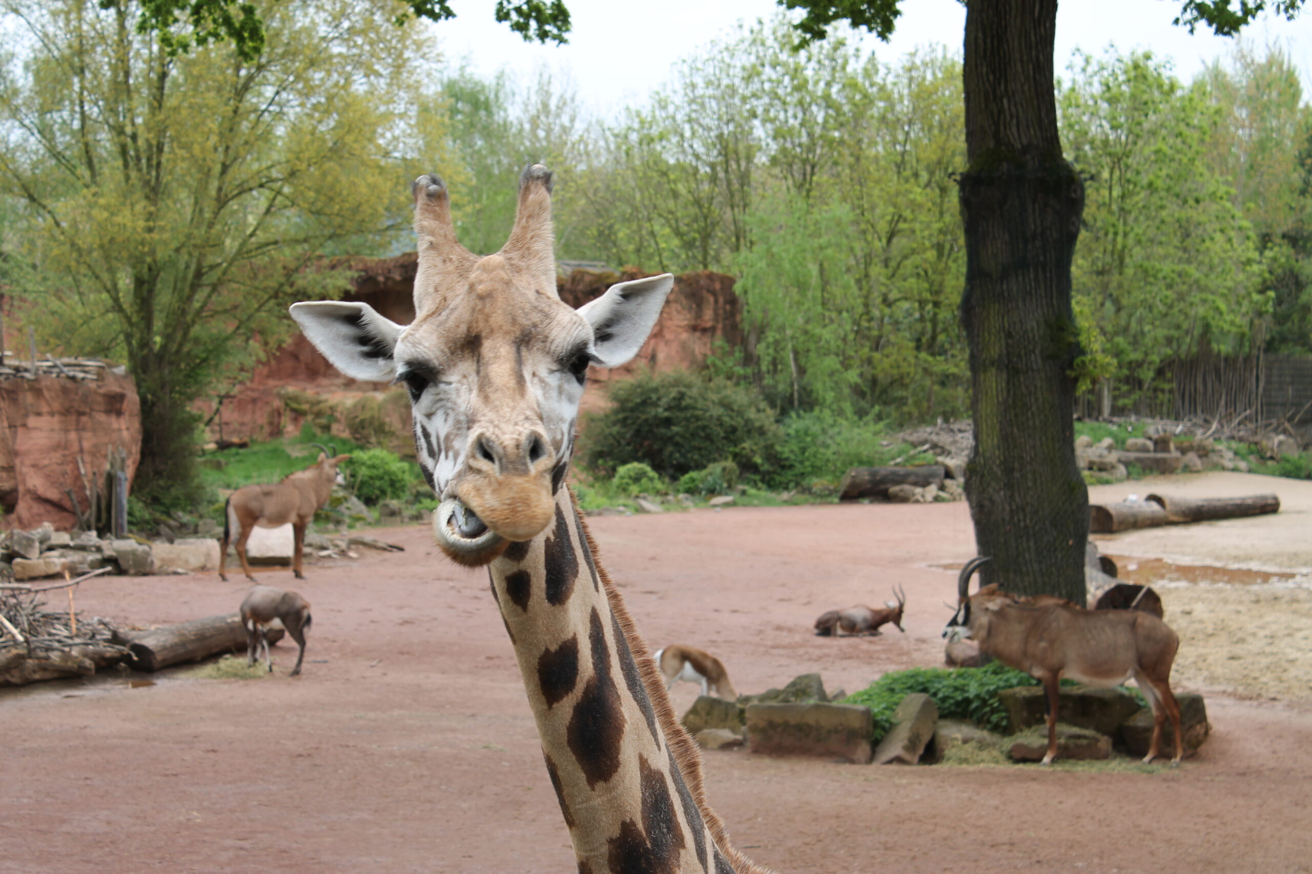 Zoo (74)